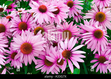 Purple Cone Flower (Echinacea Purpurea) Stock Photo