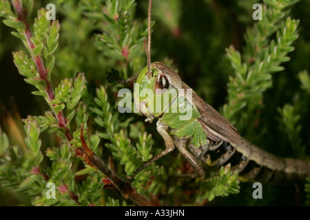 extreme macro of grasshopper looking into camera Stock Photo