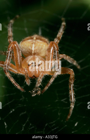 Close macro of a spider web in nature Stock Photo - Alamy
