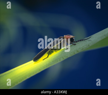 LIGHTNING BUG, FIREFLY OR COMMON EASTERN FIREFLY (PHOTINUS PYRALIS ...