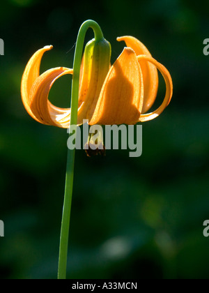 A leopard lily (lilium pardalinum) in the Sierra Nevada mountains of northern California. Stock Photo