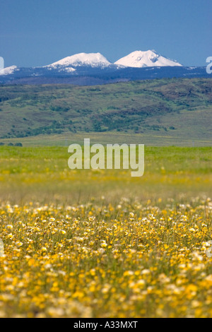 Wildflowers carpet the Vina Plains with Mount Lassen in the background, northern California. Stock Photo