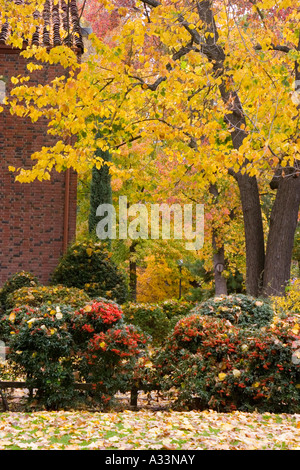 Fall colors appear on the Chico State University campus, in Chico, California. Stock Photo