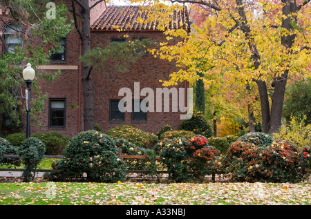 Fall colors appear on the Chico State University campus, in Chico, California. Stock Photo