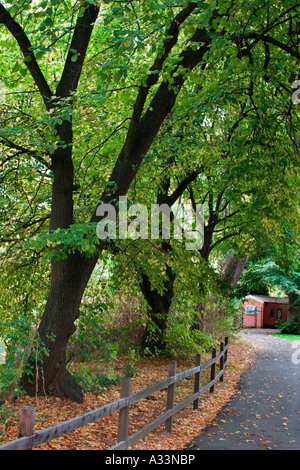 Fall colors appear on the Chico State University campus, in Chico, California. Stock Photo