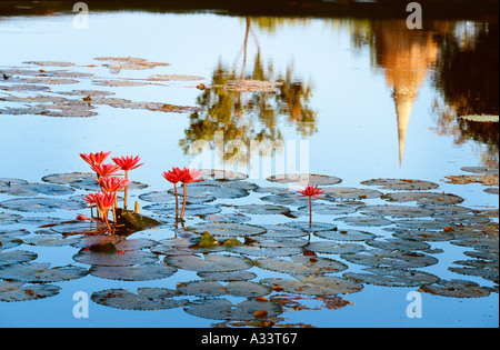 The reflection of a tree and chedi are seen in a pool with lotus flowers and leaves Stock Photo