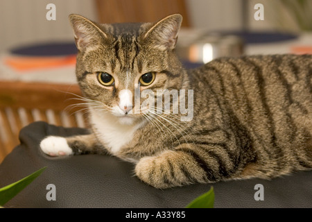 Tabby cat resting on arm of settee Stock Photo