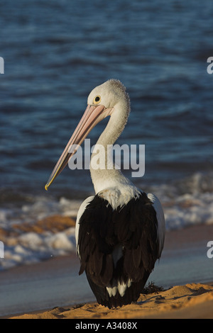 australian pelican, pelecanus conspicillatus, resting on a beach Stock Photo