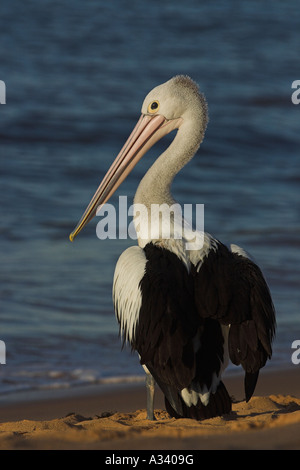 australian pelican, pelecanus conspicillatus, resting on a beach Stock Photo