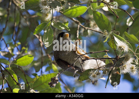 noisy miner, manorina melanocephala in tree Stock Photo