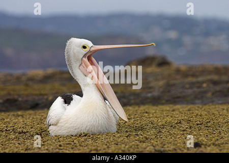 australian pelican, pelecanus conspicillatus, showing open bill