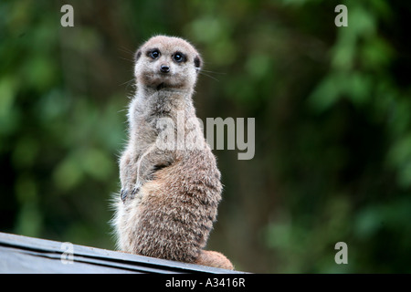 cheeky animal sits up on hind legs Stock Photo