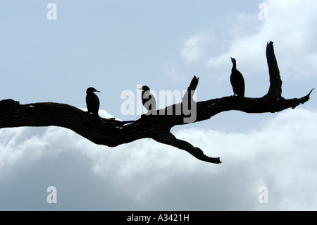 LARGE CORMORANTS ALSO CALLED INDIAN SHAGS PERIYAR TIGER RESERVE ...