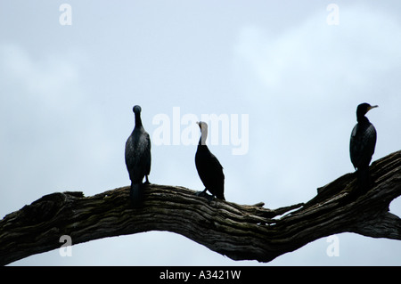 LARGE CORMORANTS ALSO CALLED INDIAN SHAGS PERIYAR TIGER RESERVE ...