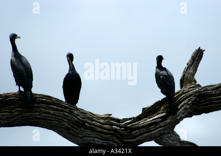 LARGE CORMORANTS ALSO CALLED INDIAN SHAGS PERIYAR TIGER RESERVE ...