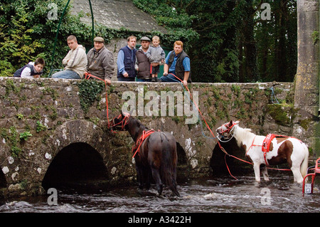 Trotting horses from Ballinasloe Fair refresh in river by Thoor Ballylee, once home of poet W.B.Yeats, near Gort, Galway Ireland Stock Photo