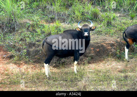 GAUR ALSO CALLED INDIAN BISON IN PERIYAR TIGER RESERVE THEKKADY Stock Photo