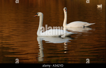 Two Mute Swans (cygnus olor) on Scottish Loch Stock Photo