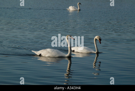 Three Mute Swans on Scottish Loch Stock Photo