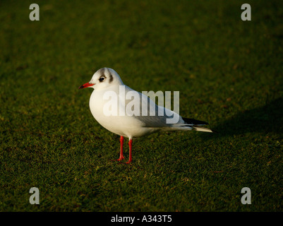 Mediterranean Gull, (Larus melanocephalus), standing on green, short grass Stock Photo