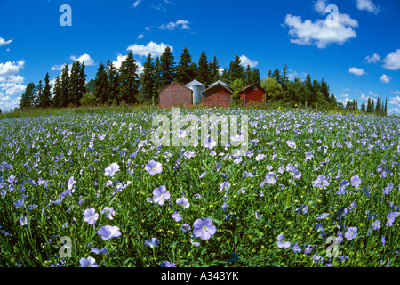 Agriculture - Large field of mid growth flax plants in full bloom / near Killarney, Manitoba, Canada. Stock Photo