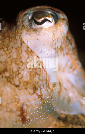 Cuttlefish Sepia officinalis Stock Photo