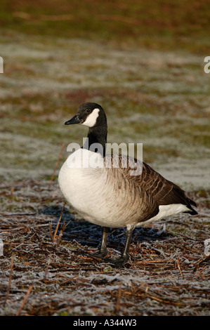 Canada Goose (Branta canadensis) standing on frsty ground Stock Photo
