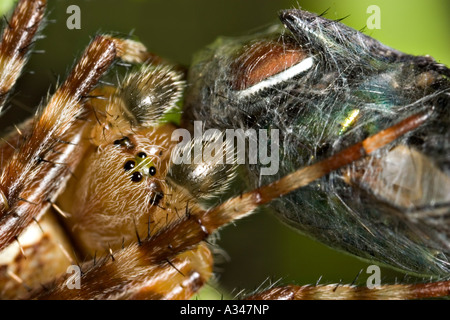 close up of cross spider eating common house fly Stock Photo