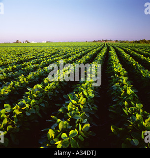 Agriculture - Field of mid growth minimum tillage 30 inch row soybeans ...