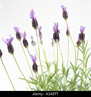 flower butterfly french  lavender Stock Photo
