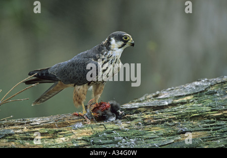 northern hobby (Falco subbuteo), with captured prey Stock Photo