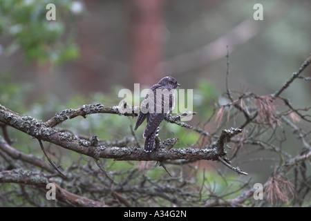 Eurasian cuckoo (Cuculus canorus), sitting on branch Stock Photo