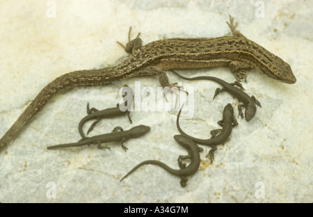 viviparous lizard, European common lizard (Lacerta vivipara, Zootoca vivipara), female with youngs