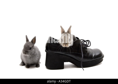 dwarf bunny (Oryctolagus cuniculus f. domestica), two Netherland dwarf bunnies and a shoe Stock Photo