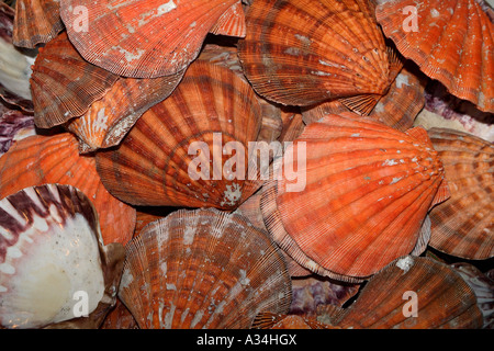 shells of bivalves