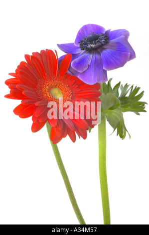 England, UK. Red Gerbera and blue Anemone flowers photographed against a white background Stock Photo