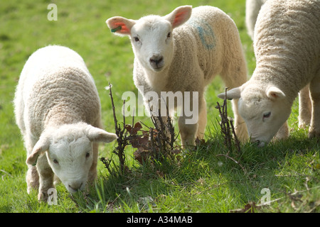 Three spring lambs in a field Stock Photo