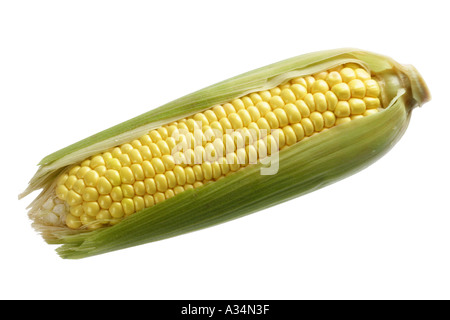Fresh Corn on the Cob Stock Photo