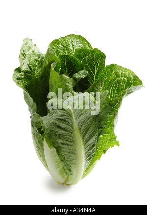 Romaine Lettuce Stock Photo