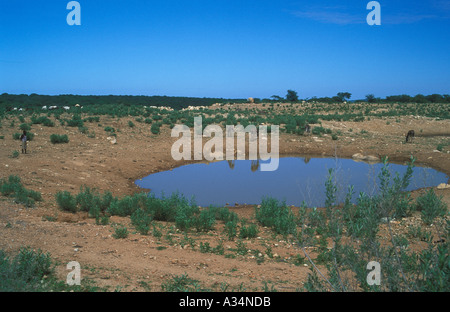 waterhole in rainy season with donkeys and goats east of Opuwo in NW Namibia Stock Photo