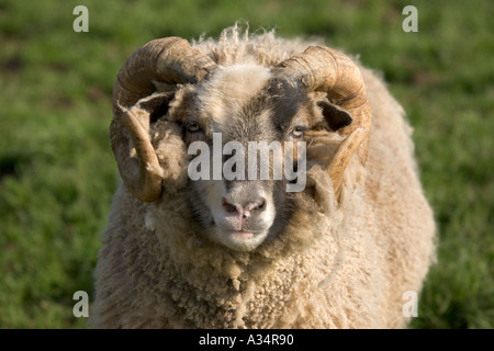 Castlemilk Moorit ram Cotswold Farm Park Temple Guiting Gloucestershire UK Stock Photo