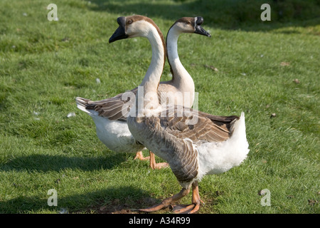 Chinese geese Cotswold Farm Park Temple Guiting Gloucestershire UK
