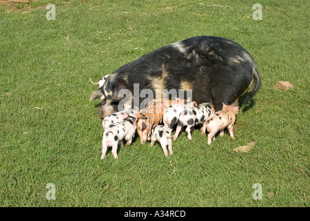 Kune kune sow and piglets Cotswold Farm Park Temple Guiting Gloucestershire UK Stock Photo