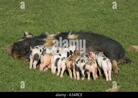Kune kune sow feeding nine piglets Cotswold Farm Park Temple Guiting Gloucestershire UK Stock Photo