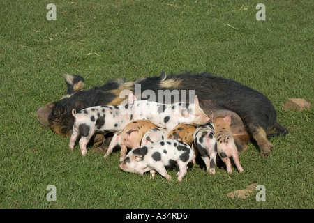 Kune kune sow feeding nine piglets Cotswold Farm Park Temple Guiting Gloucestershire UK Stock Photo