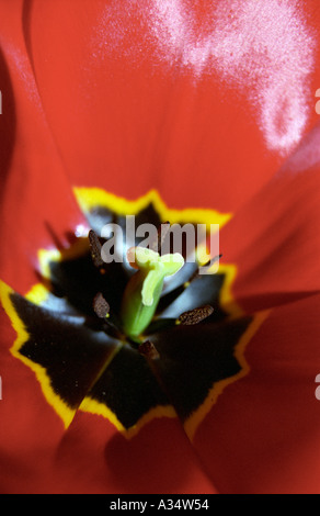 close up centre of red tulip flower Stock Photo