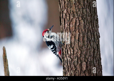 White-backed woodpecker, Dendrocopos leucotos, on a tree near the lake Vansjø in Østfold, Norway. Stock Photo
