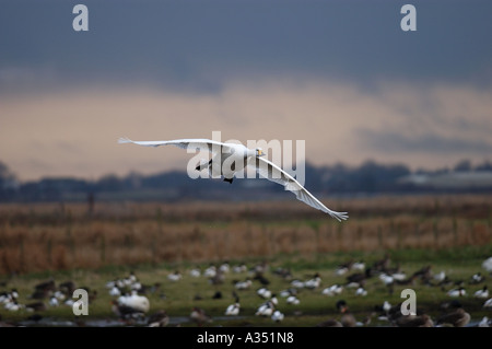 Whooper Swan Cygnus cygnus in flight UK Stock Photo