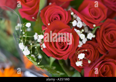 Red rose bouquet close-up with filler flowers (Baby's breath, or Gypsophila elegans). Stock Photo