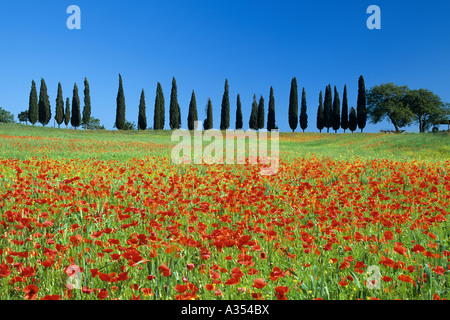 Poppy field and cypress trees in Italy. Stock Photo